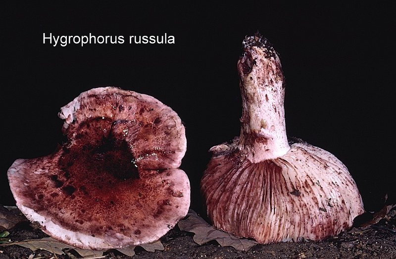 Hygrophorus russula-amf965-1.jpg - Hygrophorus russula ; Syn1: Limacium russula ; Syn2: Tricholoma russula ; Nom français: Hygrophore russule, Vinassier